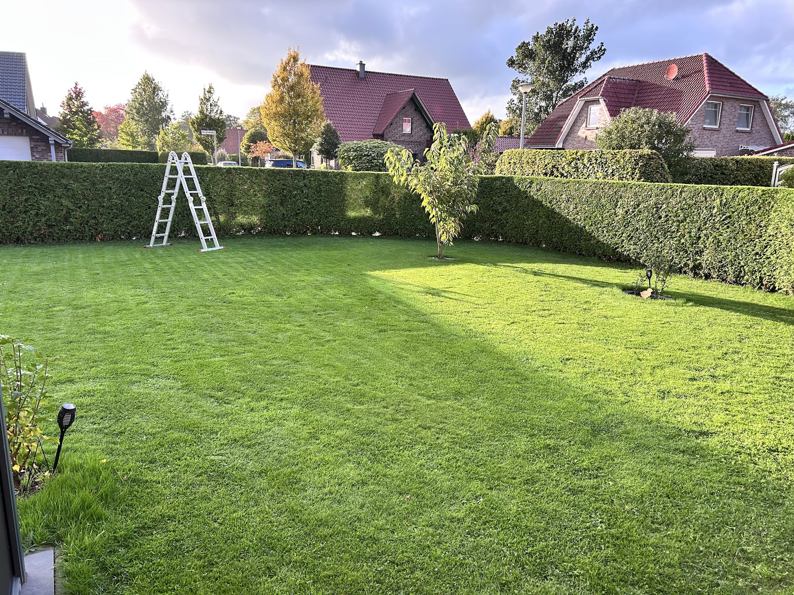 Frisch gemähter Rasen mit gestutzter Hecke in einem Garten in Varel