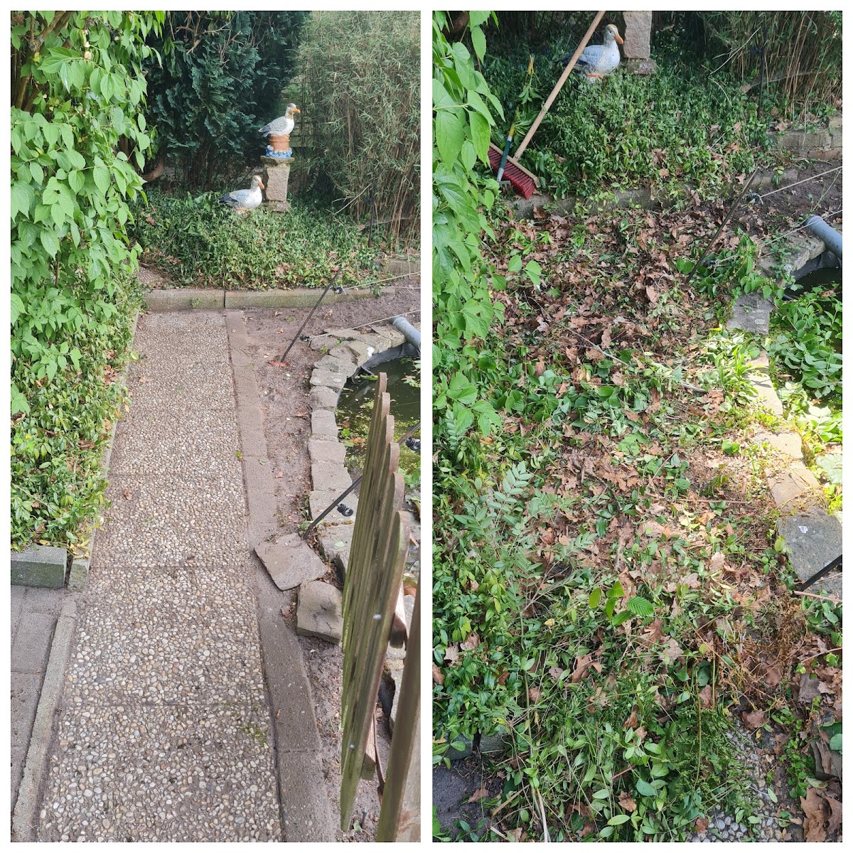 Vorher und nachher: zugewachsener Gartenweg freigeschnitten